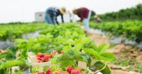 Global Coalition flags persistent cost pressures in fresh produce