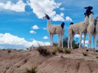 The Bolivian llama boom: How to navigate around ‘green’ market colonialism