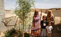 When a tree takes root in the desert: Food, pastoralism and resilience in the Sahrawi refugee camps