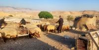 Pastoralism as resistance: Bedouin communities, mobility and survival in the Jordan Valley, Palestine