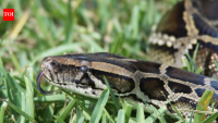 Florida wildlife officials confirm an established Burmese python population in Charlotte County, beyond the snakes’ historic Everglades stronghold