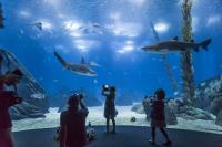Lisbon Oceanarium offers €15 tickets for Halloween