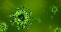 Is Shamonda Virus Dangerous? Symptoms, Transmission and Public Health Risk Explained
