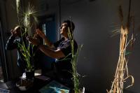 Alaska Science Forum: Moving beyond Alaska Grown