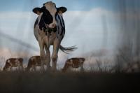 France reports first human case of Shamonda virus in patient who died