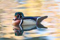 What birds to look for during Denver’s fall migration season