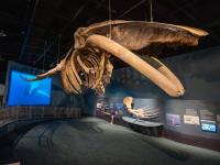 The renovated Maine State Museum opens Saturday. Here’s what’s new.