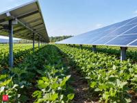 In 2024, Rutgers planted soybeans between solar panels in New Jersey; the first harvest found no significant yield difference between two solar panel designs