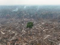 The Amazon at a crossroads: Brazilians’ vote also decides the rainforest’s future
