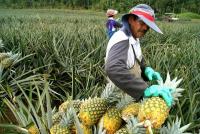 Costa Rica farmers apply nearly twice the official pesticide rate to crops, study finds