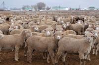 Nebraska Sheep and Goat Producers annual conference to be held Nov. 6-7 near North Platte