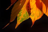 There’s a scientific reason leaf peeping feels so good
