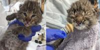 Southwest VA Wildlife Center welcomes bobcat kittens