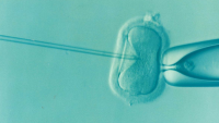 Turkey egg donor network catered to demand for blond babies: report