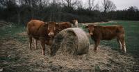 France reports first human case of Shamonda virus after patient dies