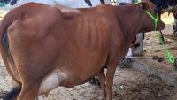 France reports first human case of Shamonda virus, patient dies