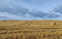 Epworth Field Day Explores Cover Crops and Cattle Grazing