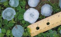 Climate change exacerbates severe hail damage