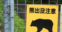 Japanese scientists developing cute, autonomously swarming robo dogs for anti-bear patrols [Video]
