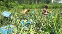 Cameroon Targets CFA1.12 Trillion in Agricultural Investment to Cut Food Imports by 28%