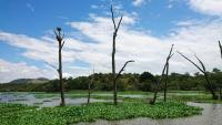 COP17 Biodiversity Summit: Africa Pushes for Scaled-Up Nature Finance