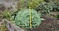 Gardeners grow massive 22-pound cabbage