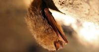 Non-profit asks Nova Scotians to ‘adopt’ a bat as part of conservation efforts