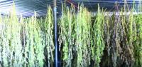 Dagga plantation accused face High Court trial