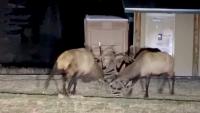 Wildlife Photographers Abandon Steak Dinner To Capture Rare Nighttime Bull Elk Battle In Colorado