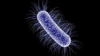 E coli Vaccine Fails to Prevent Invasive Disease in Seniors