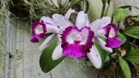 Estepona’s orchids are about to become musicians, and you can hear them play from this Sunday