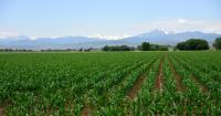 Environmental groups sue EPA over weedkiller polluting Western waterways