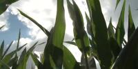 Iowa ag secretary candidates differ on water quality, fertilizer rules