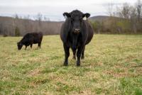 Oklahoma county commissioner accused of stealing 9 cattle  