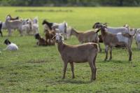 Small ruminant panel offers convenient approach to herd health