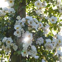 'Gardeners don't get discouraged. If we lose a plant, we look for an even better one to replace it. It's the triumph of hope over experience'