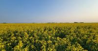 The future of canola through the lens of young farmers | RealAg Radio Oct 22, 2026