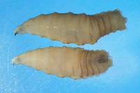 Parasite That Can Lay Up to 3,000 Eggs in a Single Wound Detected in U.S. Wildlife for the First Time