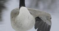 Something’s killing Canadian geese in SC. Here’s what’s you should know