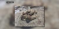 North Dakota’s prehistoric footprint: Scientists discover T-Rex footprints