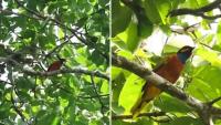 Scientists Record First-Ever Video Of Colorful Bird Missing For 13 Years