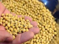 Brazil soybean exports to slip in 2027