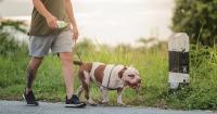 Why dog owners in Vienna are being asked to carry water bottles