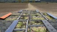Waikato asparagus season gets off to a flying start despite higher fuel and freight costs