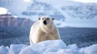 Some polar bears are surviving bird flu, and scientists want to know why