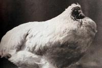 A beheaded chicken lived for 18 months, and his Colorado hometown has celebrated him with a festival since 1999