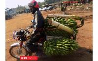Agriculture exports hit $4.6b as farmers seek better returns