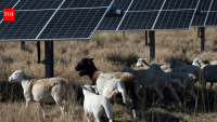 Texas farmer grows from 27 to 10,000 sheep by grazing solar farms across 40,000 acres