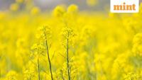 India's edible oil imports to rise as demand grows, oilseed yields face risks