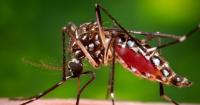PAHO urges Caribbean to prepare for dengue, chikungunya rise